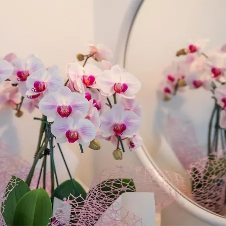 فندق Majestic 3*